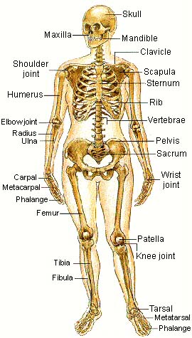 Picture of the Skeletal System