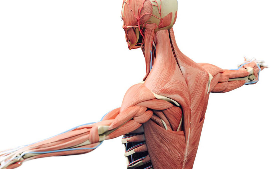 Benefits of Massage on the Skeletal System